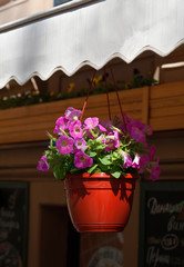 Fototapeta na wymiar Hanging pot with bindweed on veranda
