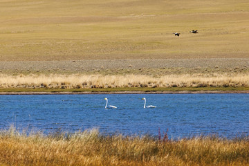 Fototapeta na wymiar Two teenagers swans in the bay of Lake Uureg Nuur in Mongolia