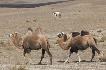 Three Bactrian camels