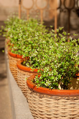 Fototapeta na wymiar Herbs growing in wicker baskets