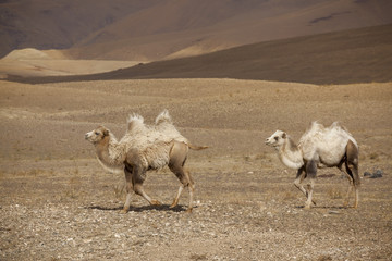 Two Bactrian camels