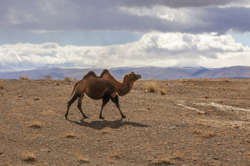 Bactrian camels, backlit