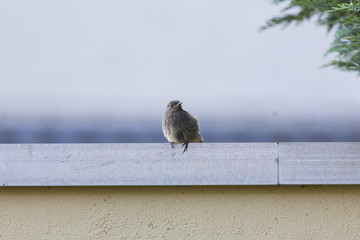 Amsel im Garten