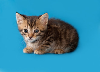 Fototapeta na wymiar Little tabby kitten sitting on blue