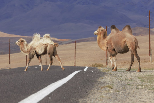 Two Bactrian camels crossing the road