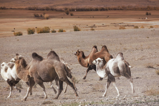 Herd of Bactrian camels running