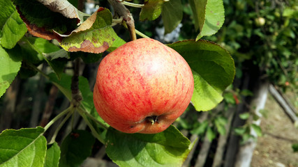 Red apple growing on tree.