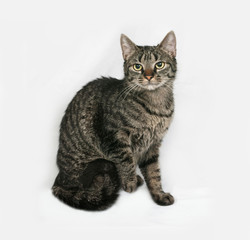 Striped cat sitting on gray