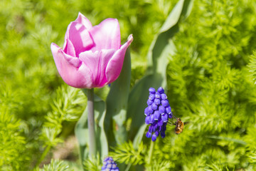 Blumen im Garten