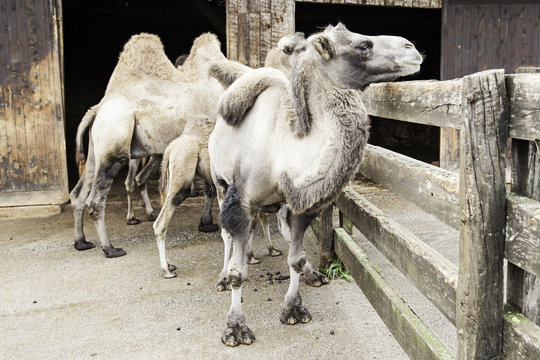 Camels in a natural park