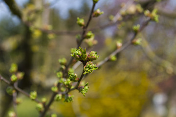 Blumen im Garten