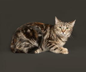 Fototapeta na wymiar Striped gray cat sitting on dark gray