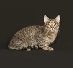 Striped gray cat sitting on dark gray