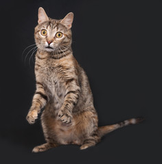 Tricolor striped cat sitting on dark gray