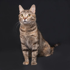 Tricolor striped cat sitting on dark gray