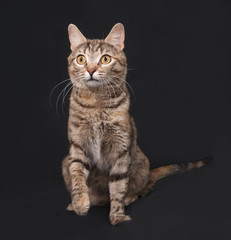 Fototapeta na wymiar Tricolor striped cat sitting on dark gray