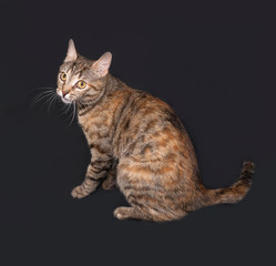 Tricolor striped cat sitting on dark gray