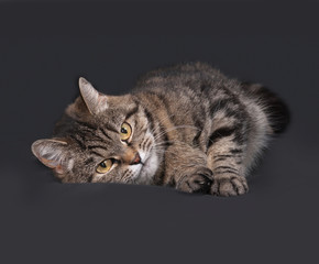 Tricolor striped cat lies on dark gray