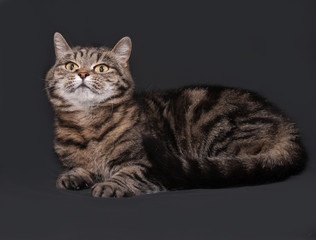 Tricolor striped cat lies on dark gray