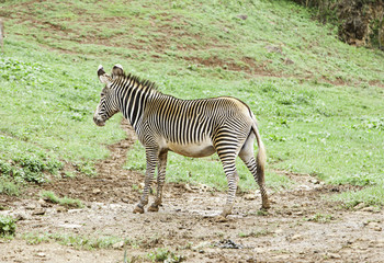 Wild zebras in the wild