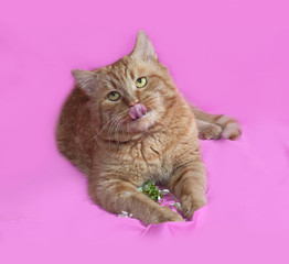 Red cat lays on pink