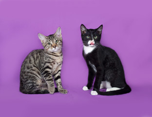 Two small kitten sitting on lilac