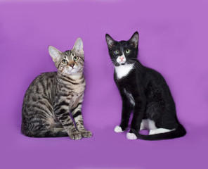 Two small kitten sitting on lilac