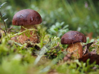  boletus