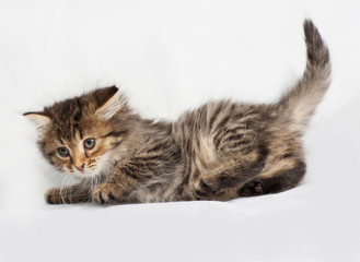 Fluffy Siberian striped kitten lies on gray