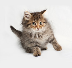 Fluffy Siberian striped kitten sitting on gray