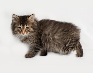 Fototapeta na wymiar Fluffy Siberian striped kitten going on gray