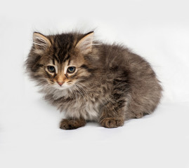 Fluffy Siberian striped kitten sitting on gray