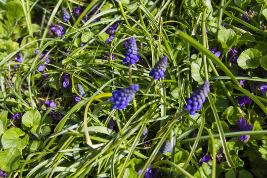 Blumen im Garten