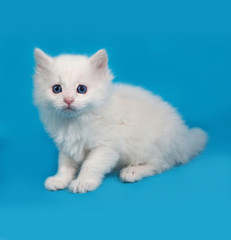 White fluffy kitten sitting on blue