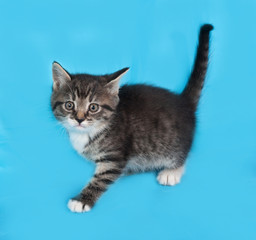 Little tabby and white kitten standing on blue