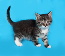 Little tabby and white kitten standing on blue