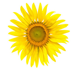 Yellow sunflower isolated on write background