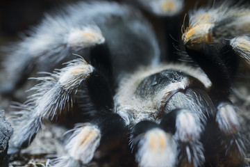 Mexican red knee tarantula (Brachypelma smithi)