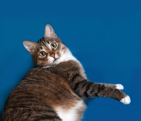 Tabby and white cat lies on blue