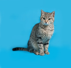Fototapeta na wymiar Gray striped cat sitting on blue