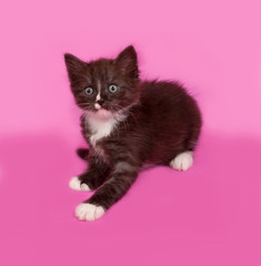 Siberian fluffy kitten sitting  on pink
