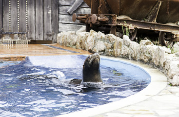 Obraz premium A sea lion show