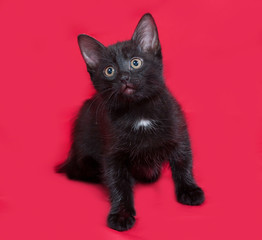 Small black kitten sitting on red