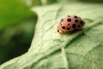 tiny ladybug