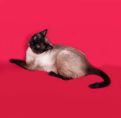 Thai cat lies on red