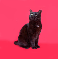 Fototapeta premium Black cat sitting on red