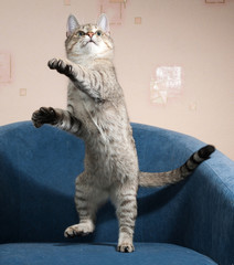 Striped cat jumping on blue chair
