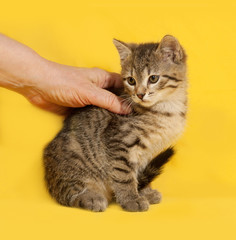 Tabby kitten sitting on yellow