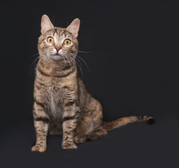 Tricolor striped cat sitting on dark gray