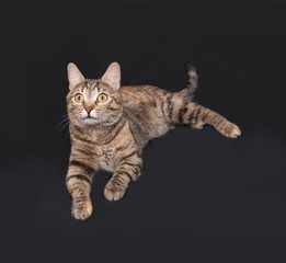 Fototapeta na wymiar Tricolor striped cat lies on dark gray